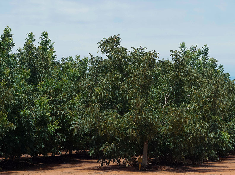 La importancia de la detección de Phytophthora en un huerto de aguacate