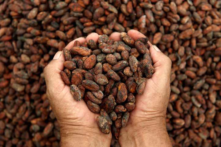 Cacao: la demanda crece, la oferta en déficit y los precios al alza -  Redagrícola