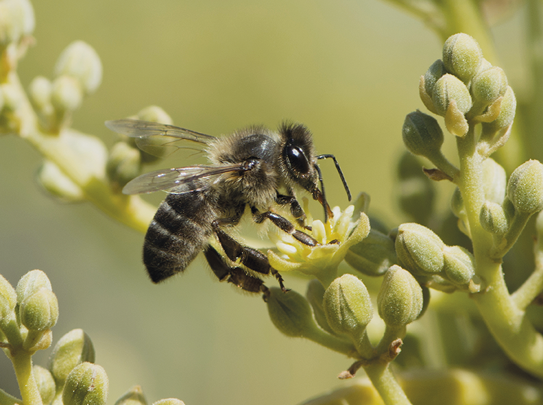 macaronesiaaguacates - SABÍAS QUÉ? El aguacate presenta un  comportamiento en su floración que se denomina dicogamia protoginia. Se  llama dicogamia a la separación temporal en la maduración de los sexos de  una