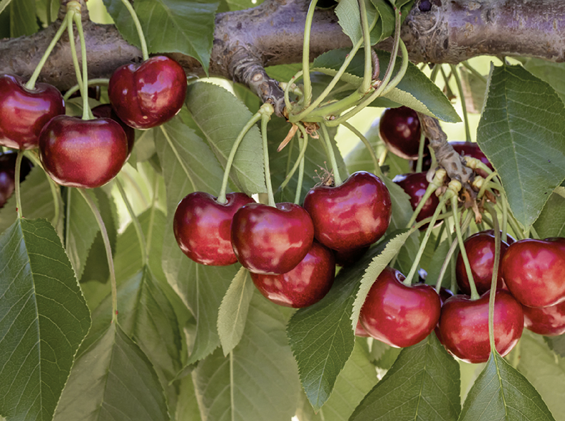 Variedades De Cerezas Con Bajos Requerimientos Se Presentan Como La ...