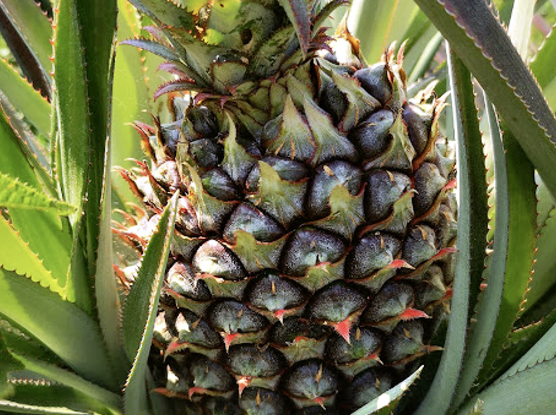 Colombia es un país rico en variedades locales de piña