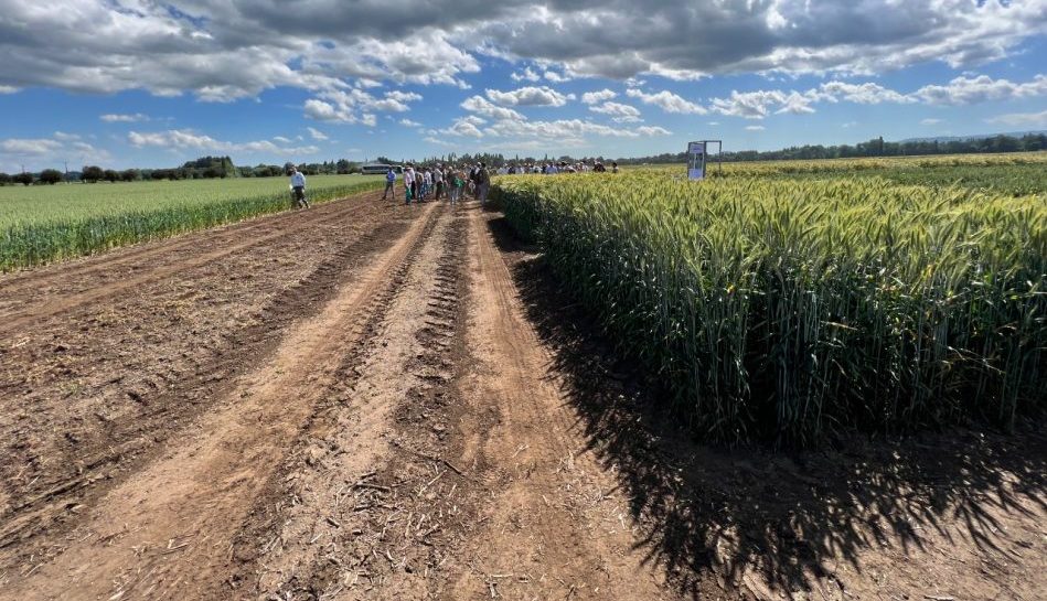 Lanzan nueva variedad de trigo pensado para el pan y el invierno ...