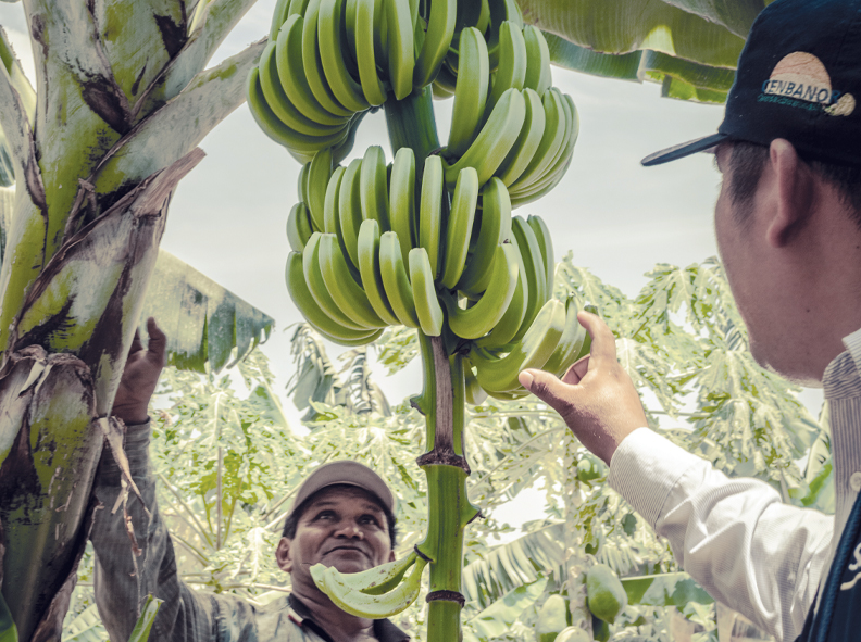 Perú Ya No Corre Solo En La Producción De Banano Orgánico Redagrícola