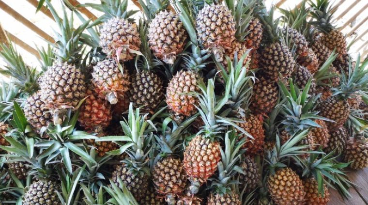 Chile lidera como destino de piña ecuatoriana - Redagrícola