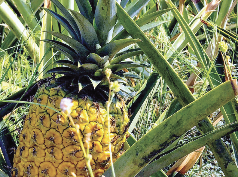 Festival Fruits y el reto de producir piña orgánica en la costa norte ...