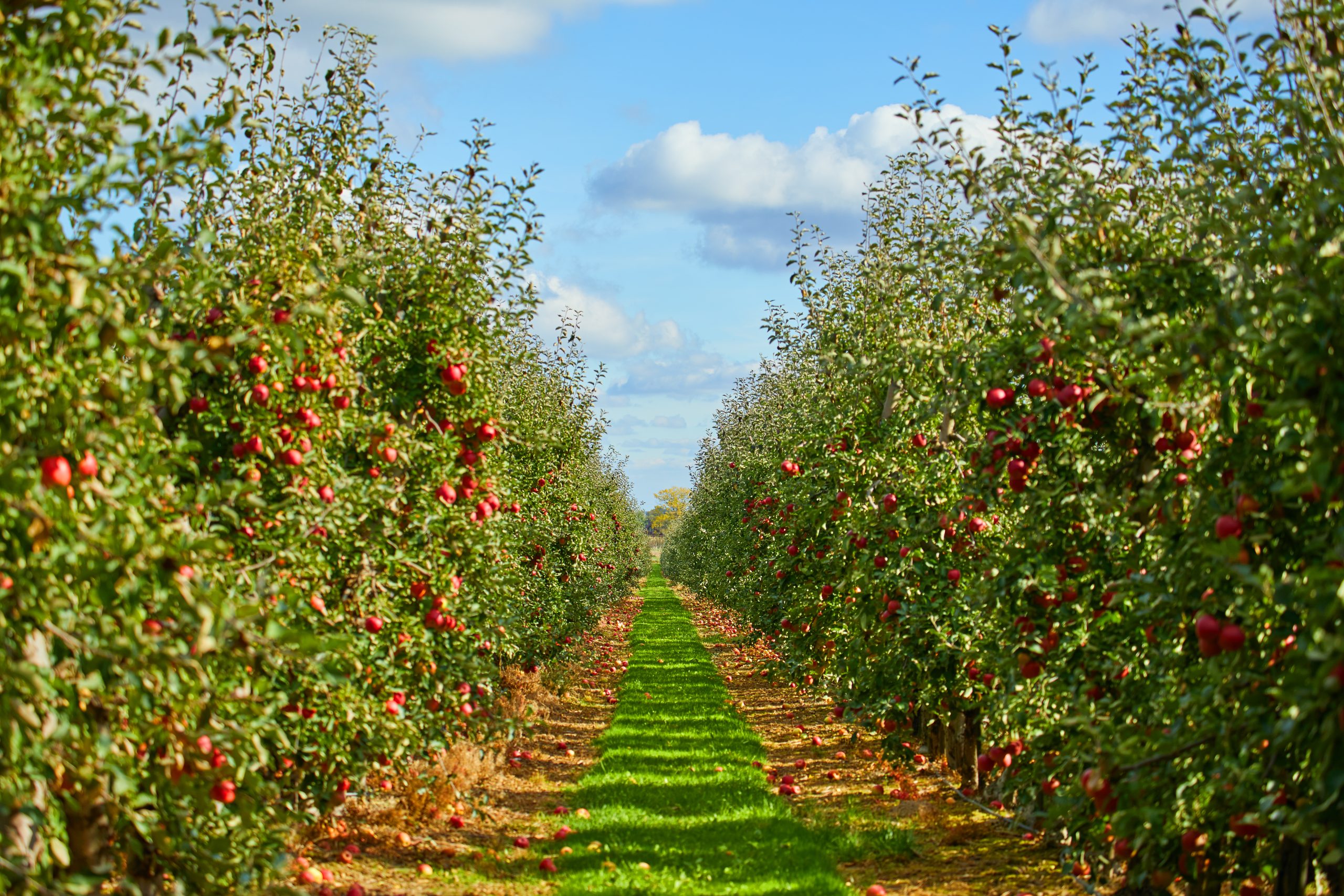 Variedades de manzanas y peras de clima cálido llegan a Sudamérica