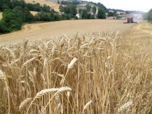 Fruta congelada, local y que ayuda a evitar el desperdicio - Redagrícola