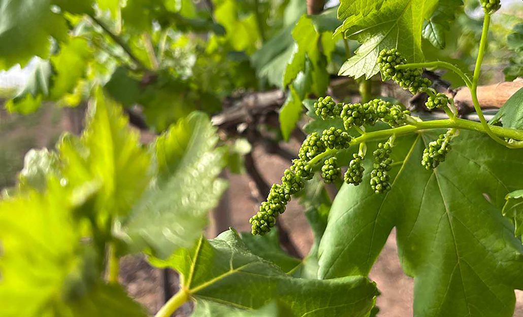 Tipos De Uva Para Vinos Que Tienes Que Conocer
