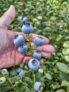 México apuesta por el recambio varietal y la hidroponía en sus cultivos de arándanos para reforzar su presencia en EE UU