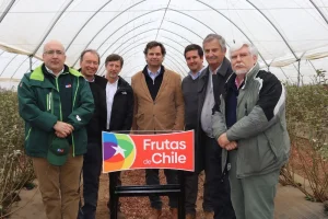 Industria del arándano chileno da inicio a temporada 2025-2026