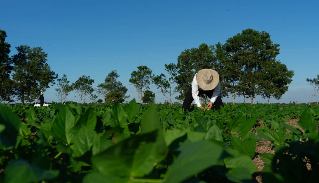 Colombia exportó más de 53.000 toneladas de cereales, leguminosas y soya en el primer semestre del año