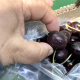 Se incrementa el porcentaje de fruta con pudriciones
