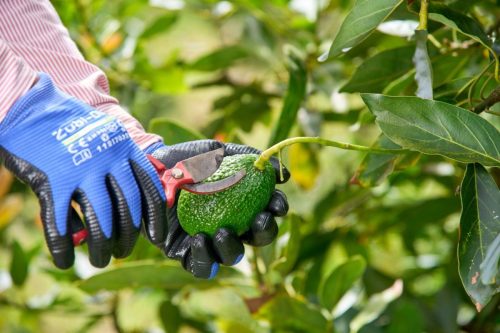 Corpohass celebra 13 años impulsando las exportaciones del aguacate Hass colombiano