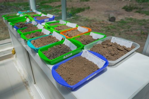 Caracterización de suelos agrarios en Puno permitirá optimizar productividad agrícola