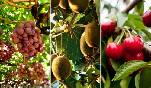 Temporada exportadora de fruta fresca crece 6,8% y alcanza US$8.199 millones al cierre de la temporada 2025/26